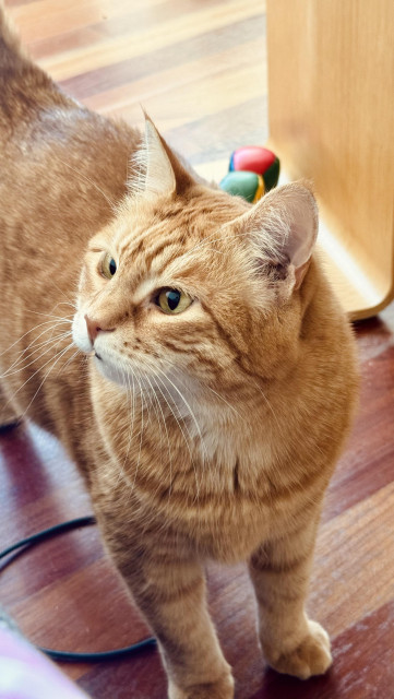 photo of an orange cat standing on a cherry colored wood floor, looking up to the left of the frame with a quizzical and entitled look on her face. her paws loom very squishy. 