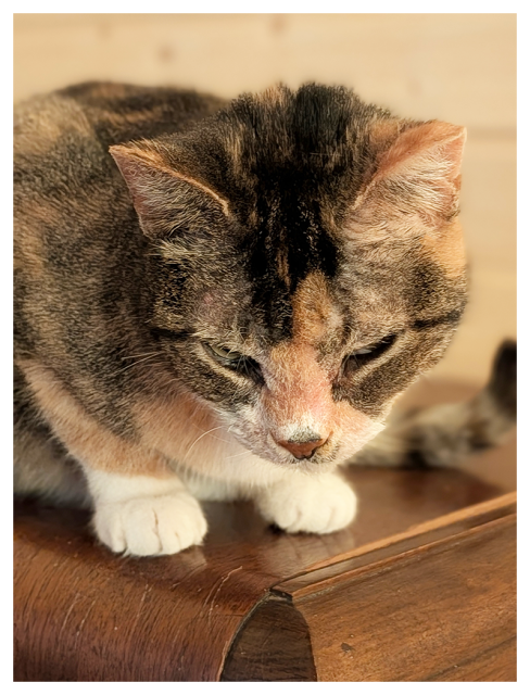 calico cat with white markings and green eyes is perched on top of a dark wood chest, looking down and right. the background is out of focus wood paneling.