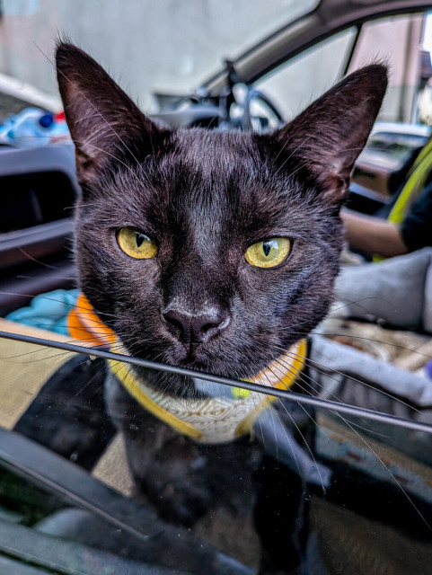 Close-up portrait of a gorgeous black cat with bright yellow-green eyes looking directly at the camera. The cat is sitting in the passenger seat of a delivery van, wearing a yellow and white patterned harness.
