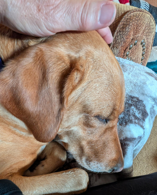 Golden lab is curled up in a blanket covered recliner to take her first nap of the day. The photo is of her head with a grandma's hand petting her. 
