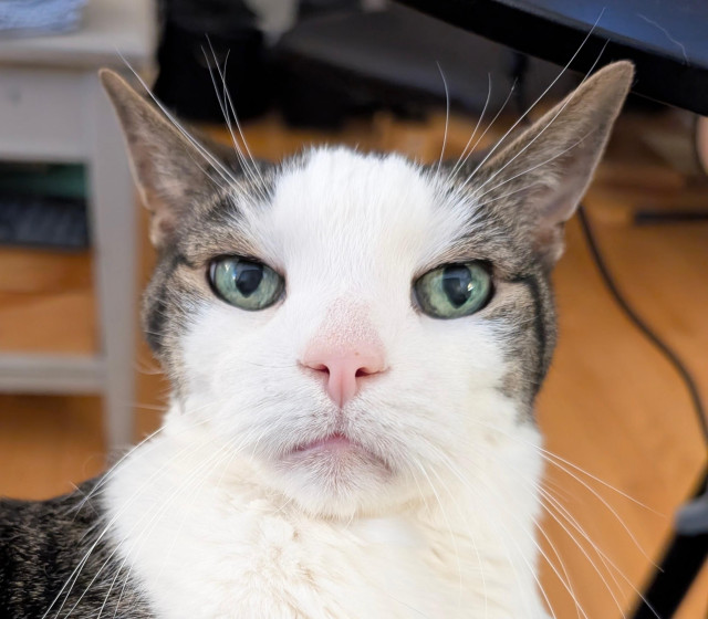 A head shot of a black and white cat. Kind of looks like an employee picture.