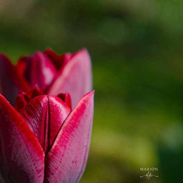 Es ist eine Nahaufnahme zweier hintereinander stehende Blütenköpfe von purpurroten Tulpen zu sehen. Die Blüten sind symmethrisch und auf der linken Seite des Bildes. Der Hintergrund ist grüngelb im Bokeh. 