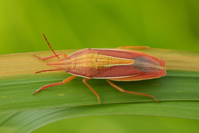 Top down shot of a stink bug. It is long with a narrow body. It is mostly pinkish, with an orange-yellow patch running down the middle of the back.