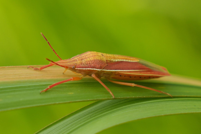 Another shot of the bug from lower down, showing the lower half of the body is also pinkish. A white line runs along the side of the body.