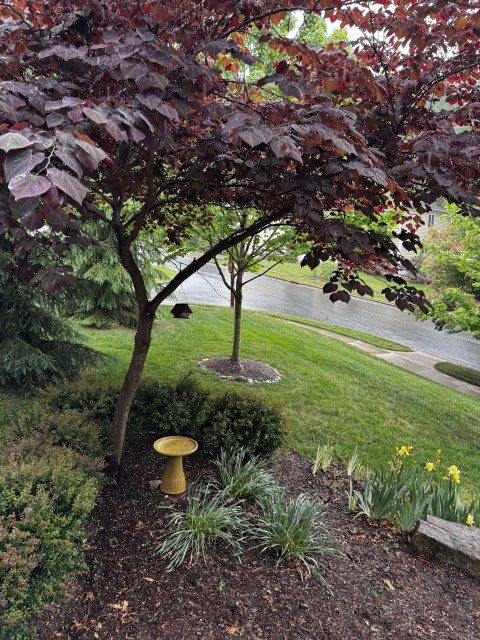 A view across a section of sloping (greenish) lawn, with a redbud tree (red leaves) and a maple tree (green leaves) and down towards a sidewalk and street.  Rain is falling and everything is wet, including the road surface.  With luck this will tamp down the fire risk just a bit and wash some of the pollen out of the air.

Closer to the camera is a dark yellow birdbath now with a small amount of water in it, and a set of 2 different varieties of irises, only the yellow of which are currently blooming.  The missing flowers, with the variegated leaves, would be a light lavender.  But they're not here.  Again.

Anyway, it's raining!