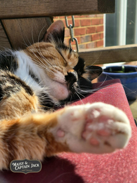 A close-up, warm-toned photograph features Maisy, a calico cat, peacefully napping in the sunlight on a red cushioned bench. The focus is sharp on her sleeping face, showing her eyes closed and her distinct orange, black, and white fur patterns, while her white-furred paw is stretched out toward the camera in a soft, out-of-focus foreground. She is outdoors on a wooden swing bench, with a brick wall and a blue ceramic pot visible in the blurred background.

A stylized logo in one corner reads "MAISY & CAPTAIN JACK" and the photographer's name "PAUL JACKSON", confirming the identity of the charismatic feline.
