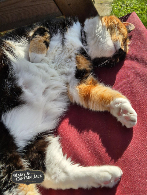 This second photo captures Maisy in a state of absolute sun-drenched bliss, having fully committed to her nap by rolling onto her back. She is sprawled across the red cushion of the wooden swing bench, her fluffy white belly exposed to the light while her head is tilted back in a deep sleep. One orange-and-white front paw is daintily tucked toward her chest, while the other stretches out to the side, showcasing her pink toe beans. The bright afternoon sun highlights the rich textures of her tricolor fur and casts soft shadows across the fabric, perfectly embodying the "Caturday" spirit of total relaxation.

A stylized logo in one corner reads "MAISY & CAPTAIN JACK" and the photographer's name "PAUL JACKSON", confirming the identity of the charismatic feline.