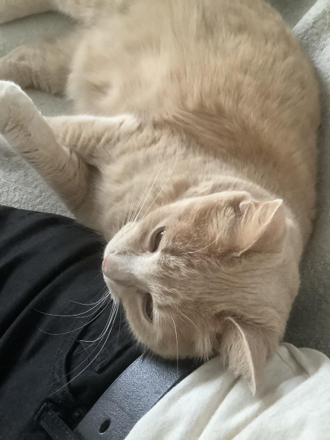 Overhead view of a beige tabby leaning against a human wearing black jeans 