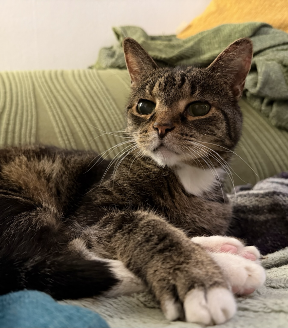 Pica rests on a green couch. She’s looking over her shoulder and has a determined regal expression. She is a small tabby cat.