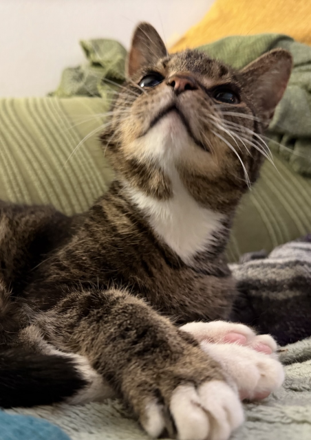 Pica resting on the couch she’s looking up and her eyes are very cute