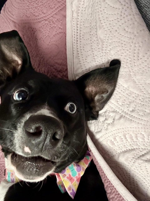 Bubbles the dog, laying on a purple comforter and looking back over her shoulder at the camera with an adorably inquisitive expression.