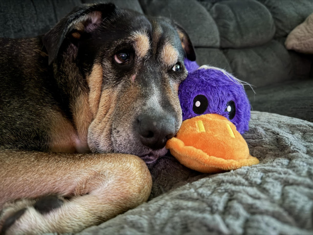 Sharpee mix dog looking sad with a duck plush animal