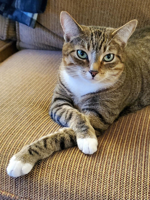 Photo of brown tabby cat, with green eyes, sitting on a cloth couch, front legs crossed, looking sublimely into the camera.