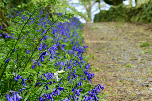 A swathe of bluebells and one white one by a. Footpath.