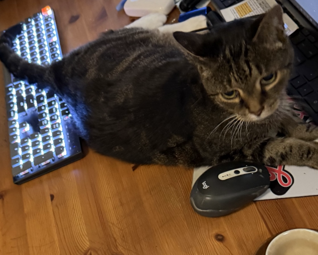 wow, a cat lungs on a desk, her tail draped over the keyboard, making it unusable