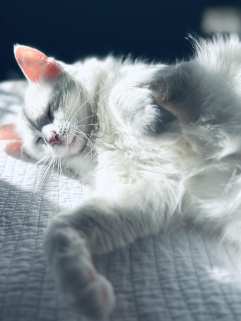 Blume sleeping on her side in the sun.