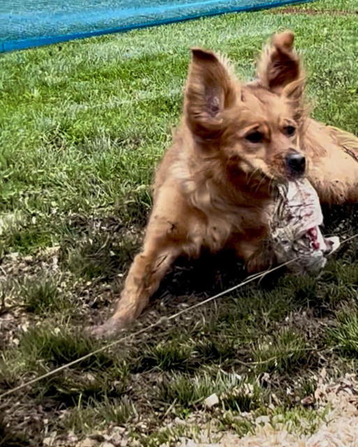 Brook catch the lure at 25 MPH, with her ears flapping straight up