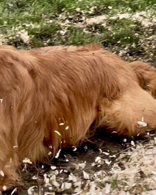 Close up of Brooks midsection as she slides through sawdust with wood chips flying all over