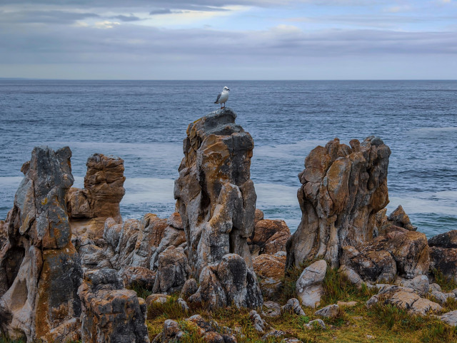 A seagull perched upon a pillar-shaped rock with the ocean as a backdrop, Hermanus, South Africa