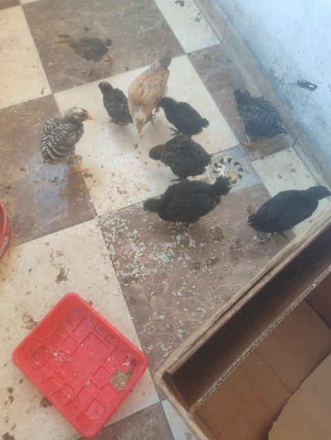 À cause du blocus et des prix exorbitants, les œufs ont disparu de nos tables à Gaza. Je souhaite lancer un projet d'élevage de volailles afin de produire des œufs et de les distribuer à ceux qui en ont besoin. Votre contribution à l'achat de ces poussins n'est pas un simple don, mais un projet durable pour nourrir des enfants plus forts.