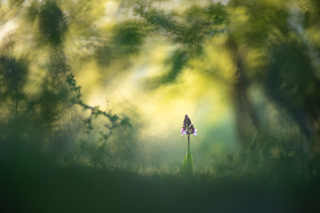 Ein Purpur-Knabenkraut am Anfang seiner Blütezeit. Es steht als einziges scharfes Objekt in einer unscharfen aber doch gut strukturierten Umgebung relativ klein im unteren rechten Drittel des Fotos. Die Umgebung zeichnet sich durch Gestrüpp aus, dass knapp außerhalb der Fokusebene liegt und dadurch Struktur in die Unschärfe bringt. Farblich gibt es einen Verlauf von dunklem über helleres Grün (unten) hin zu durch Sonne angestrahltes grün, das dadurch schon fast gelb ist.