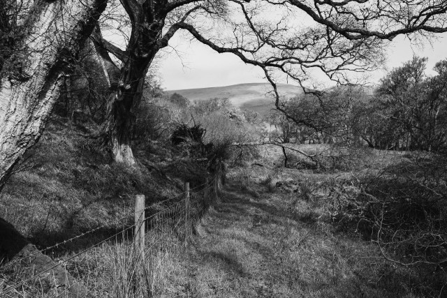 Black and white landscape featuring a winding path bordered by a barbed-wire fence, with leafless trees and rolling hills in the background. 