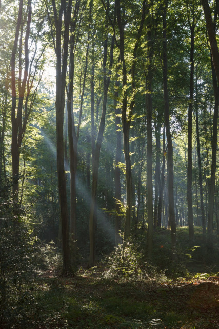Beams of sunlight filtering through faint mist in a darkened, deciduous forest - slender, tall tree trunks above shadowed ferns and undergrowth, with partly backlit foliage above. France, September 2012.