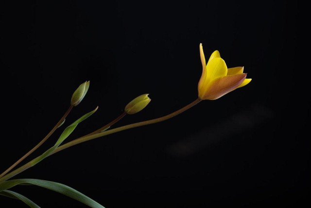 On a black BG, a single stem with two buds and one opening flower. Some stray sunlight on the backdrop.

The open flower is bright shining gold on the inside with a blush of dull rose on outside of the outer petals. The petals are long and narrow compared to the rounded tulips we're used to. They open wide, with a bit of a recurve.  Stamens and pistil green and golden yellow.