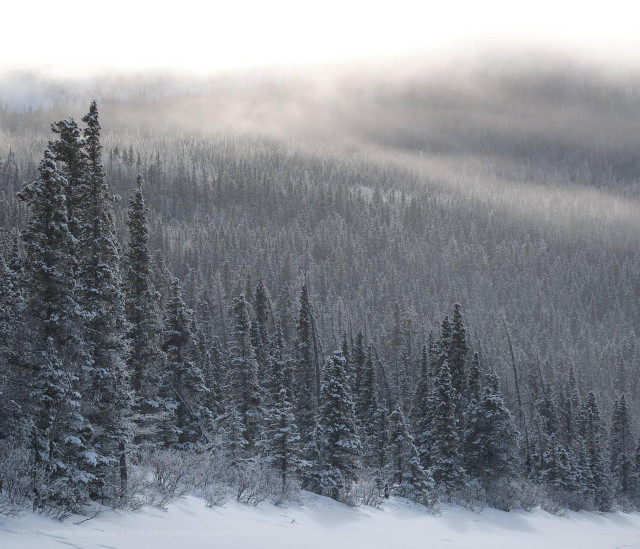Taken in Yukon Canada in 2024 during a birthday trip North to enjoy the Northern winter.

A dense hillside of snow-laden black spruce trees fills the frame, their dark forms dusted in white and receding up the slope into a band of low cloud that cuts diagonally across the upper portion of the image. Taller foreground trees with heavily snow-covered branches stand out against the uniform texture of the frosted forest behind, with a deep snow-covered valley floor visible along the bottom edge.