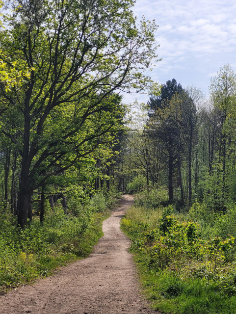 A path weaving through some lush woods on a sunny day. It looks enchanted.