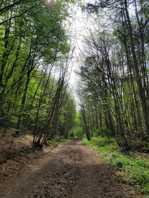 A large bridleway through some trees in a forest. They are leaving towards each other across the path making a triangle with the ground. It's sunny, but the trees make it shady below.