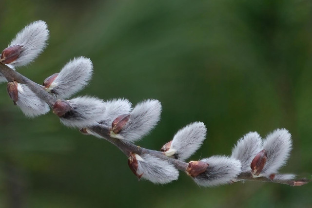 Closeup of a twig with furry silvery willow catkins against a blurry green background.