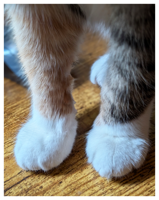 lose-up of a calico cat’s front legs and paws standing on a wooden desk. a computer mouse is visible next to charlene. she's "mouse-blocking" me.   :)