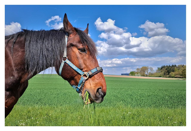 A close-up photo shows a brown horse with a dark mane standing in a green field. The horse wears a blue halter and is chewing grass, with a bright blue sky, large white clouds, and open countryside in the background.