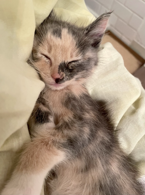 A small dilute calico kitten sleeping on my arm