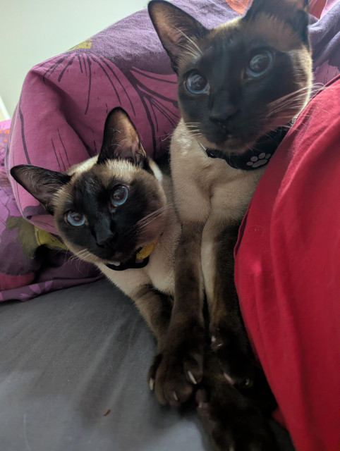 Cats lying together with their paws stretched out