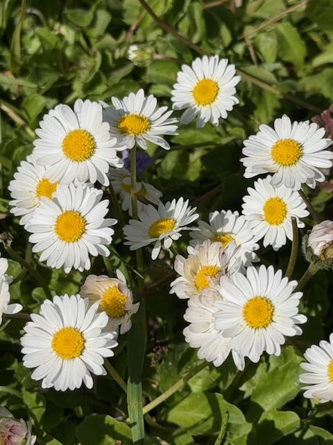 A picture of daisies