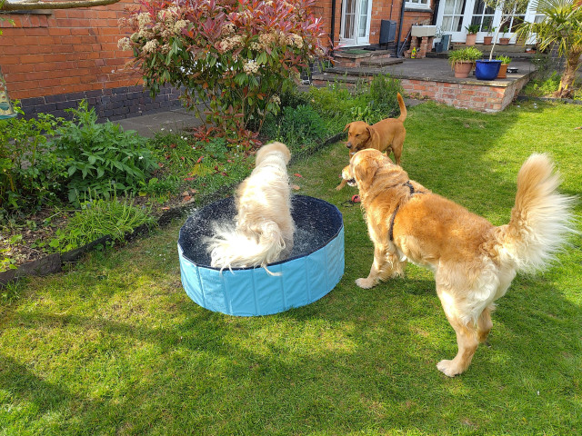 A retriever in a small blue paddling pool in a garden wags her tail and splashes water everywhere. Another retriever and a Labrador are watching, slightly confused