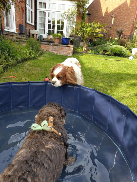 A small fluffy black and tan dog in a blue paddling pool looking towards a Cavapoo who is resting his head on the rim of the pool