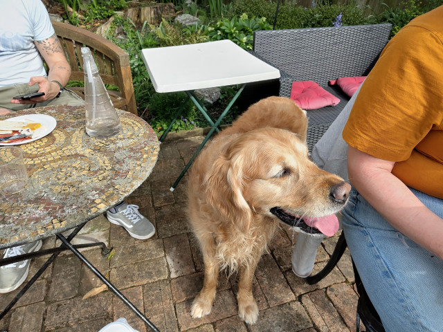 A retriever stood on a brick paved floor between people sat at tables. His tongue is lolling out as he looks towards food that is off-camera