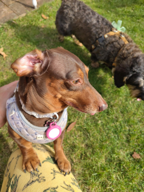 A mini short haired black and tan dachshund stood on a human's knee outside, with a fluffy black and tan dog in the background. The mini Dachshund has one ear folded over and her tongue is poking out a bit