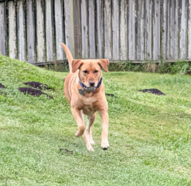 Golden lab is running on wet grass. Gopher mounds are behind her. 
