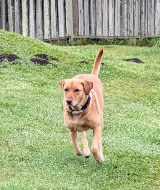 Golden lab is running on wet grass. Gopher mounds are behind her. 