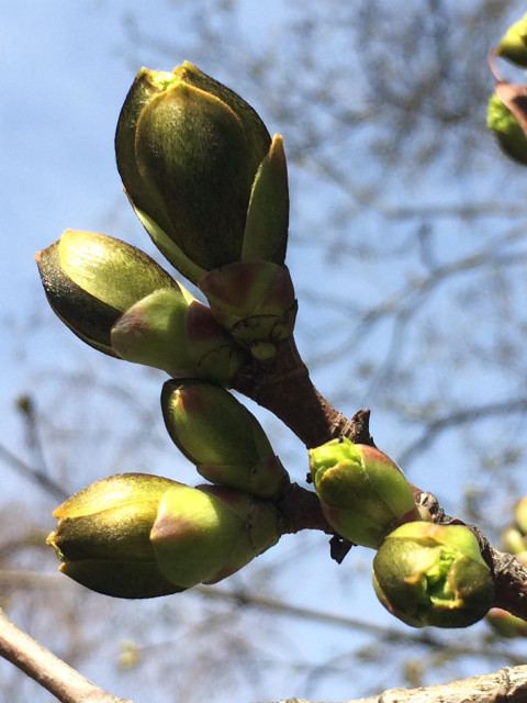 En närbild på Magnoliaknoppar (tror jag). Om nån vecka slår de ut.