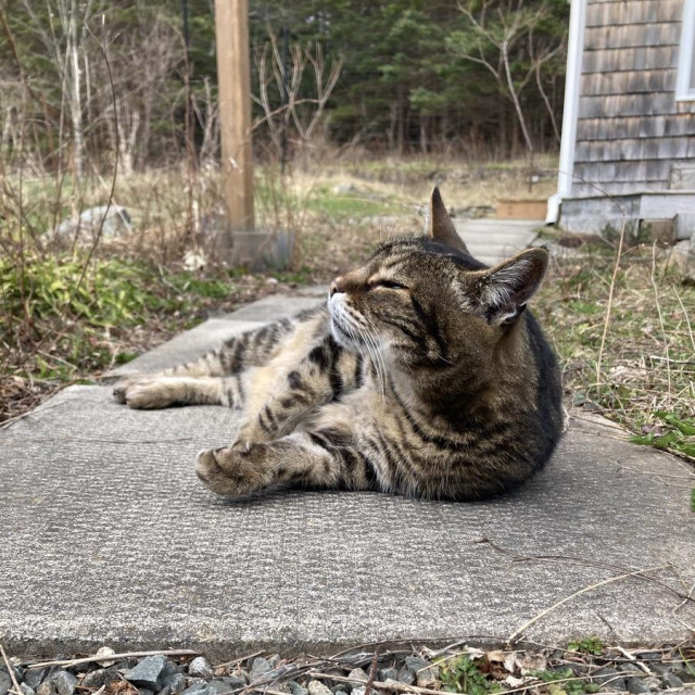 Tabby cat laying on his side on a concrete paver path. His head is up, sniffing the air with his eyes mostly closed. There's a small portion of a cedar-clad outbuilding at the top right of the photo, and a post that's part of a wood grape arbour visible slightly to the cat's left, a few feet behind him. He has one front leg slightly lifted off the path as he smells something interesting. 