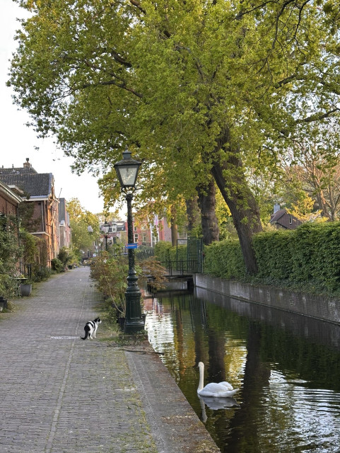 A small and quiet residential street next to a tiny canal. We see a black and white cat on the left bank looking towards a swan swimming in the water. Left are houses and the street, right the canal and trees and hedges. Along the water there are decorative, lantern-like lamp posts, and the locals have put out flower pots with different plants along their houses and the waterside. There’s a small bridge across the water.