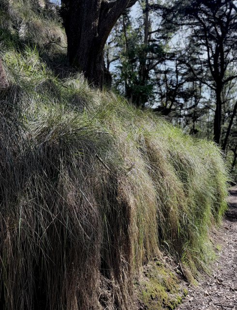 An outcropping from the bottom edge of hill, with dark shaded evergreen trees in the background and filtered sunlight all across the image. The outcropping is completely covered in a plant that is like grassy clumps of straight hair hanging down all along the hill. The vegetation is mostly green and a little brown, and there is also a patch of green moss under the hairy plants right at the bottom. The edge of a path is visible, and it curves around the hairy hillside.