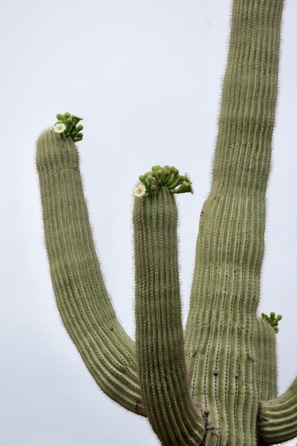 A zoomed-in image of a saguaro cactus with two arms outstretched on the left side. Both arms have open flowers and clusters of buds yet to open. The sky in the background is overcast, a soft gray color. 