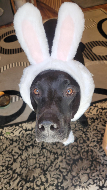 Black dog with rabbit ears