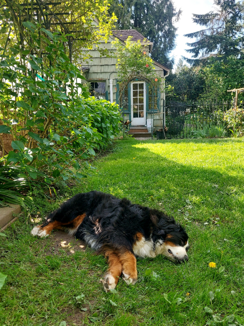 After a walk, Josie the Bernese Mountain Dog lies in cool shade with afternoon sun lighting up the grass beyond her. In the background is a green cottage and fir trees.